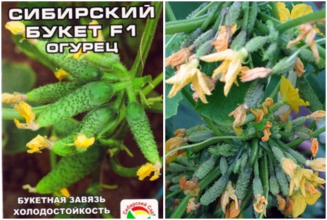 semena okurky Sibiřská kytice F1