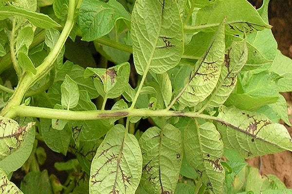 denk aan rhizoctoniasis