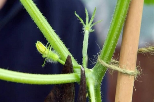 panghuling garter 