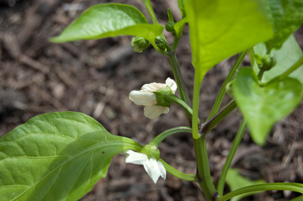 peper eierstok