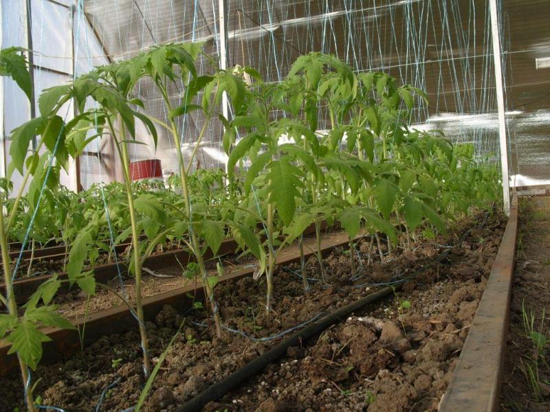 tomatoes in Jeplice