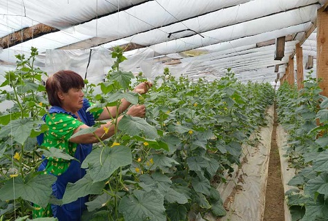 pangangalaga sa greenhouse