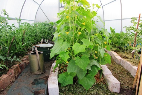 balde sa greenhouse 