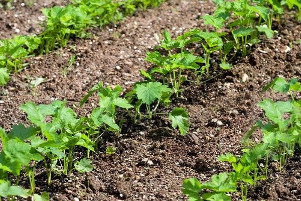 camas de plantas 