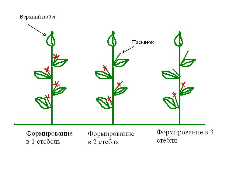 vorming van peper in drie stengels