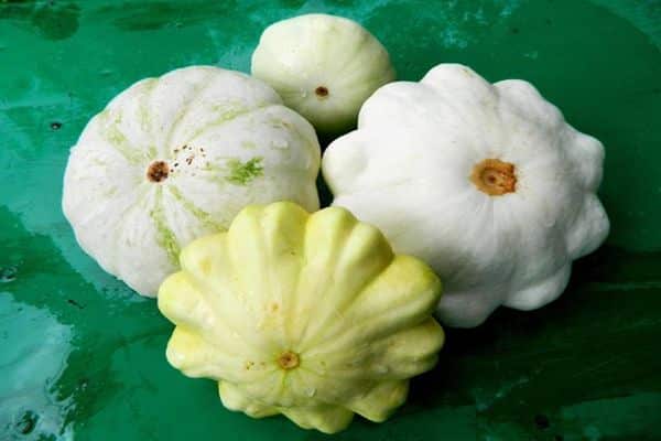 bílá squash