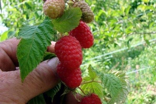 berry yield 