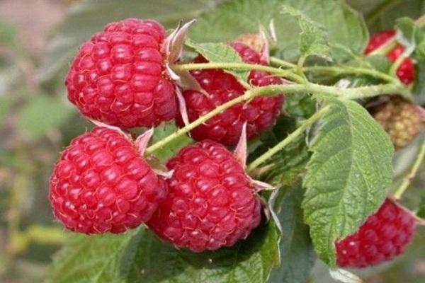 raspberries for health 