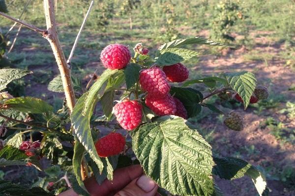 arbustos plantados 