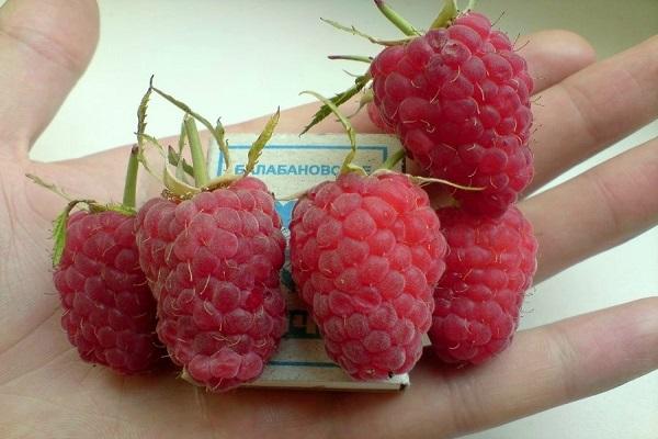 fruits in hands 