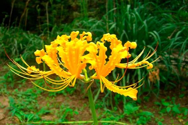 radiant lycoris