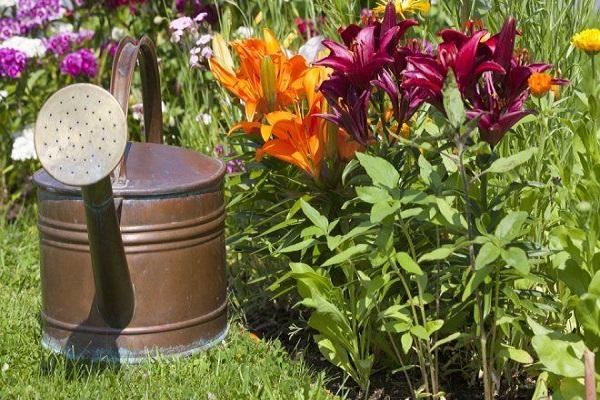 watering can near the flowers 