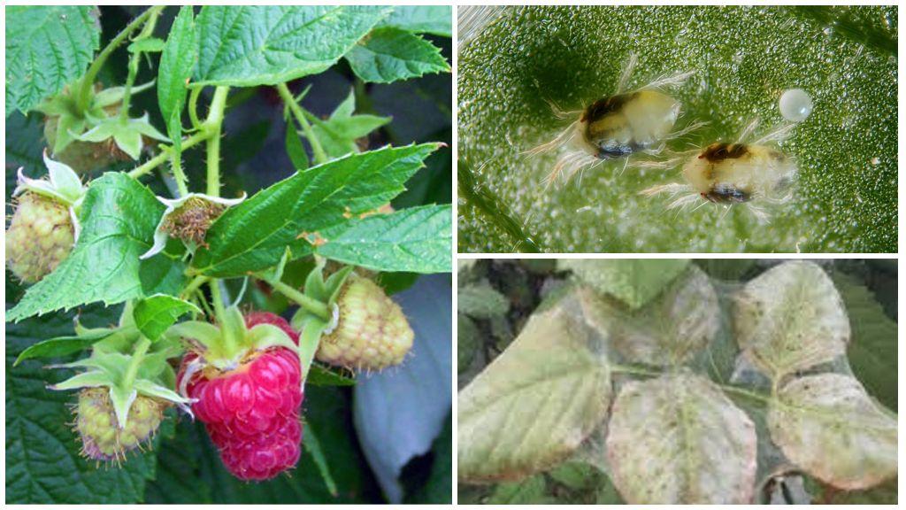 Spinnmilben auf Himbeeren