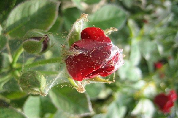 Rose mit Schädling 