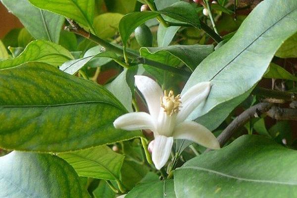 floraison blanche 