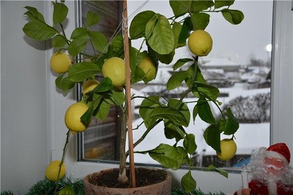 citronový květ 