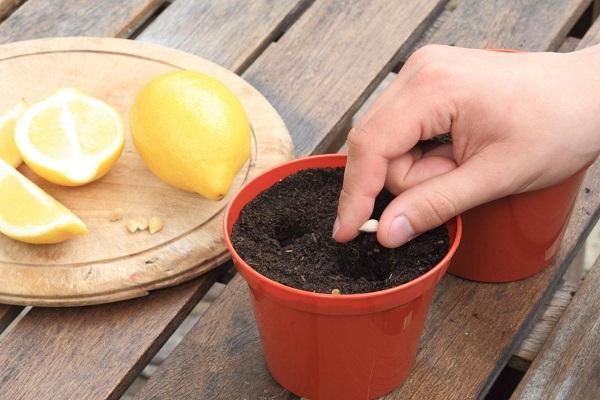 plantar una semilla 