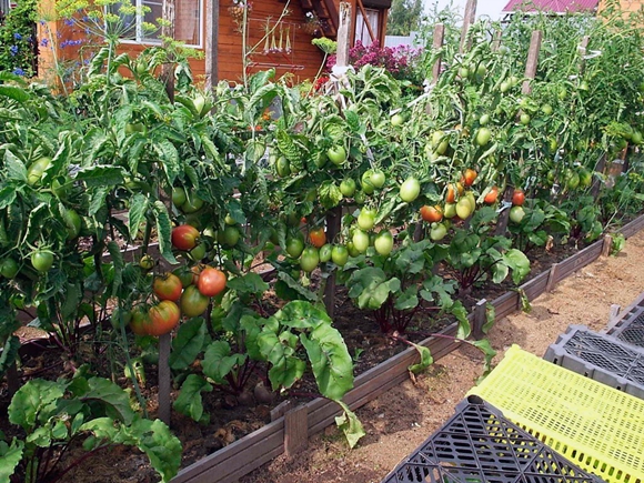 buissons de tomates en pleine terre