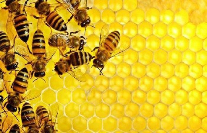 bees in honeycombs 