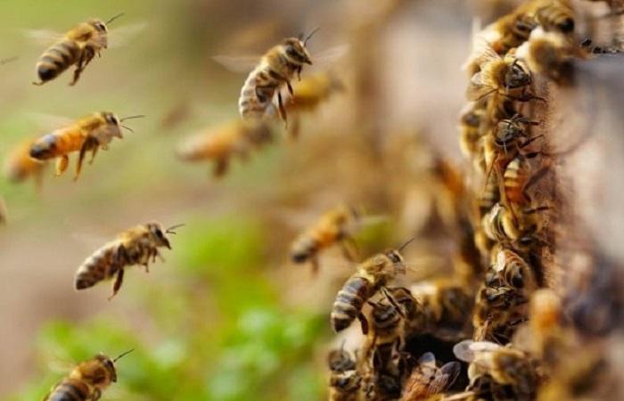 fliegende Insekten 