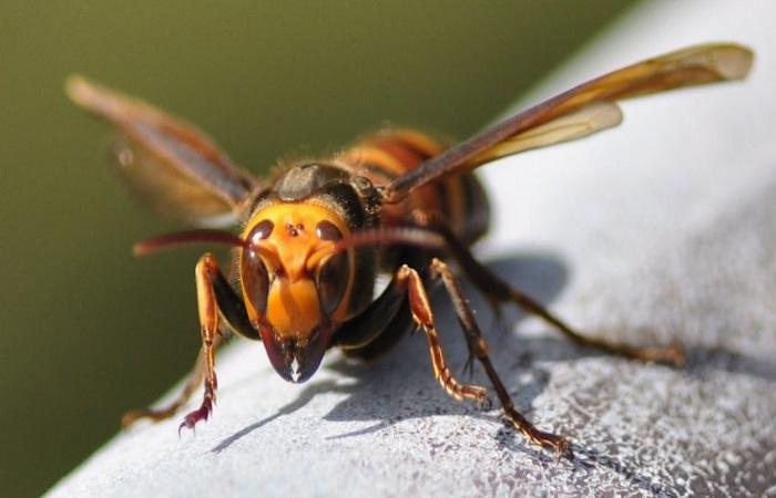 Descripción de las abejas asesinas y características de la raza africanizada.