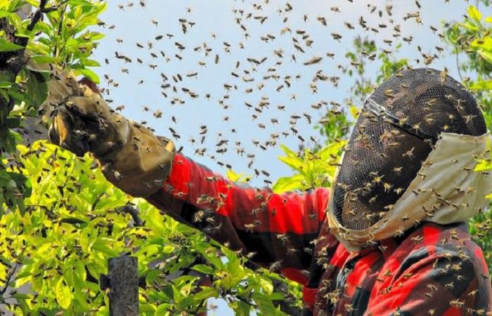 Descripción de las abejas asesinas y características de la raza africanizada.