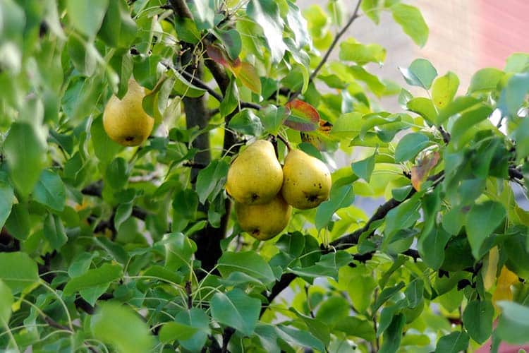 pear pruning