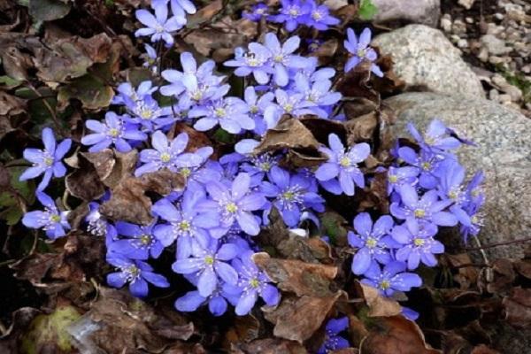 Leberblümchen 