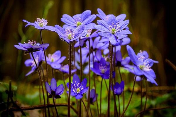 flores de plantas