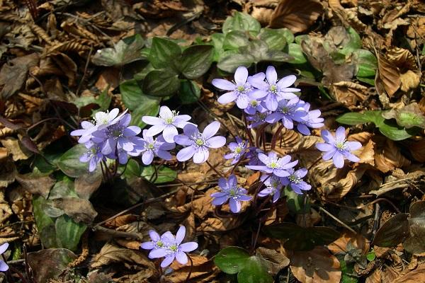 creciendo en el bosque 