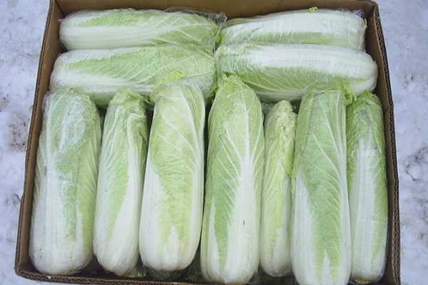 Chinese cabbage