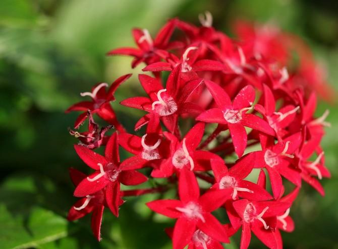 Lanzettliche Pentas