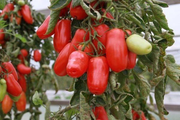 tomato pepper