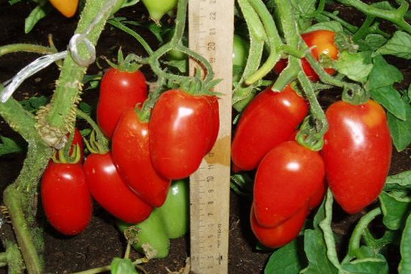 tomato pepper on a branch