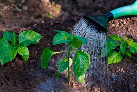 watering peppers in the garden