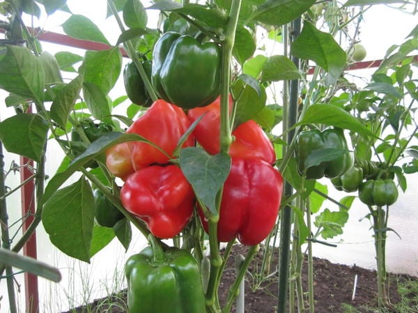 California miracle pepper in the garden