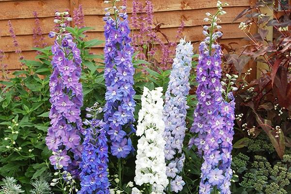 bulaklak ng delphinium 