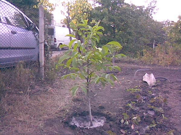 hvordan man planter en valnød