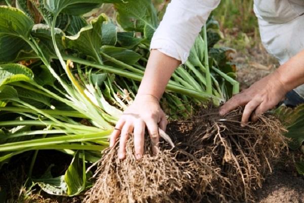 istuttaa hosta uudelleen 