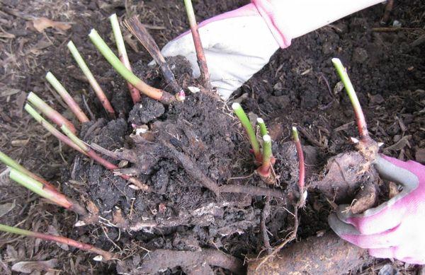 replantando crisântemos