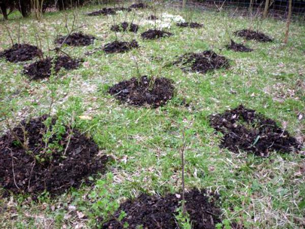 Stachelbeeren pflanzen