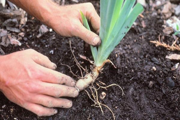 replanting lilies