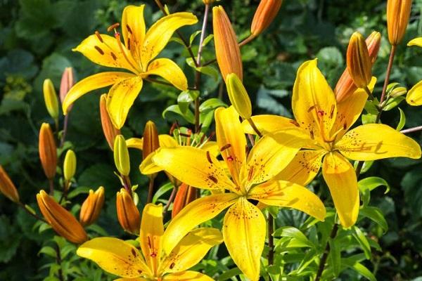 yellow lily 