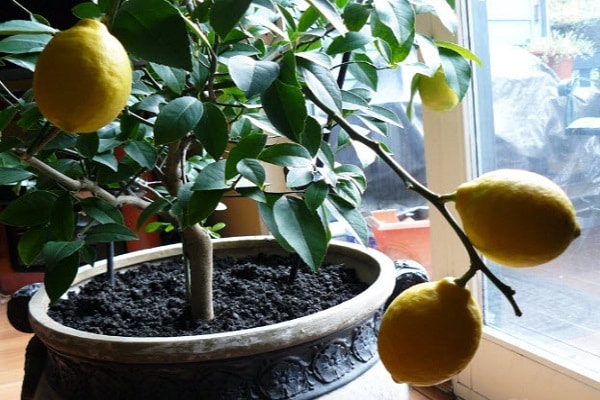 homemade lemon 