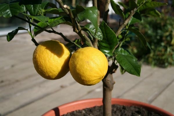 yellow lemons 