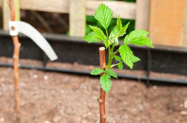 Transplantované maliny