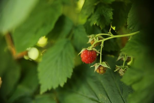 Fruchtende Himbeere