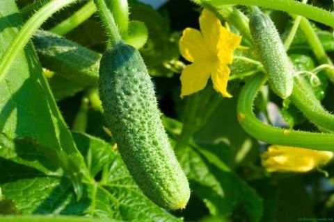 cucumber varieties