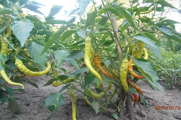 rendimiento de pimiento