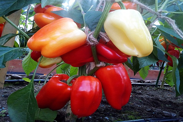 pěstovat papriky